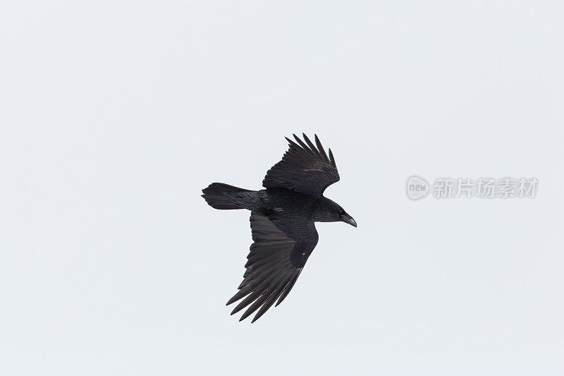 北方乌鸦(corvus corax)在飞行中的肖像，白色背景